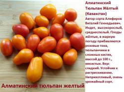 Алматинский  тюльпан желтый.jpg