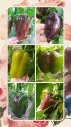 20240910_142016-COLLAGE.jpg