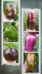 20240912_155814-COLLAGE.jpg