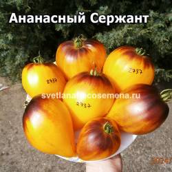 2737-2-2024.jpg