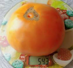 Желтый гигант29_020.jpg