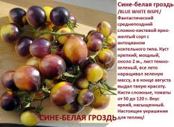 Сине-белая гроздь.jpg