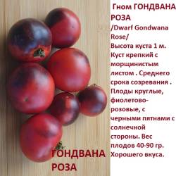 Гном Гондвана роза.jpg