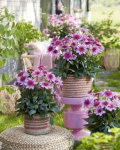 DahliaStarburst_lifestyle_2000px__FitWzEyODAsMTAyNF0.jpg