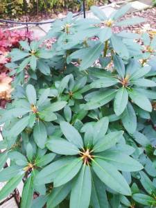 IMG-20241028-WA0000.thumb.jpg.3666d98a5456aa6ccecc829c2c4a5f0a.jpg