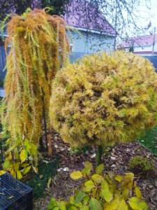 IMG-20241028-WA0002.thumb.jpg.3a38285b413e66cc429f648d0faa853c.jpg