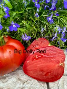 IMG_0650.jpeg