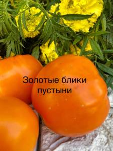 IMG_0923.jpeg