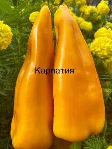 IMG_1012.jpeg