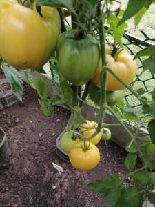 IMG_20240805_110416.thumb.jpg.143a517eb4749b8d6791abbd5857d63d.jpg