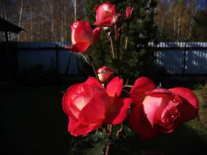 IMG_20241006_142138.thumb.jpg.4a89a383787157f81e52c05f8b0e474b.jpg