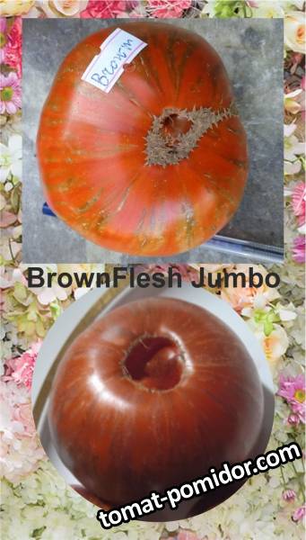 BrownFlesh Jumbo.jpg