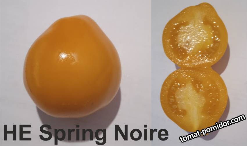 large.1698279598_SpringNoire.jpg.3484fdc