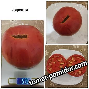 томаты 2024