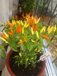Orange tyger chilli 2.jpg