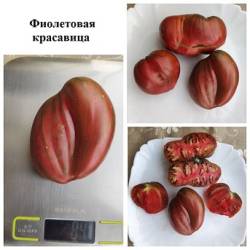 Фиолетовая красавица 29.9.24.jpg