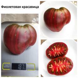 Фиолетовая красавица 18.8.24.jpg
