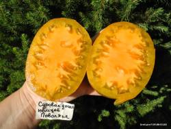 Суровая дыня немцев Поволжья (Severe Melon) 4.JPG
