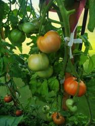 Вкусные Гордона Грэма.jpg