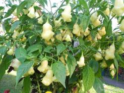 Белая фантазия (Aji fantasy white) 2.JPG