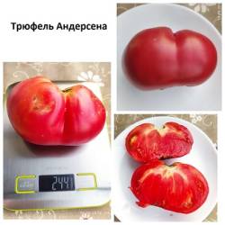 Трюфель Андерсена 18.8.24.jpg