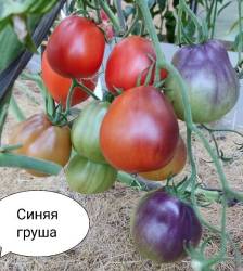 1729092598109.jpg