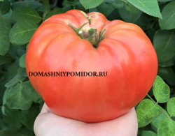 1розовый гигант явена.png