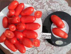 Скаталоне (Scatolone, индет).JPG