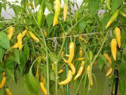 Лемон дроп (Lemon Drop, Capsicum baccatum) .jpg