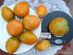 Суровая дыня немцев Поволжья (Severe Melon).JPG