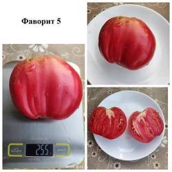 Фаворит -5  27.8.24.jpg