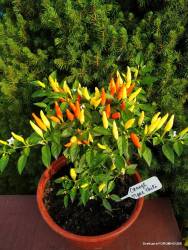 Orange tyger chilli.jpg