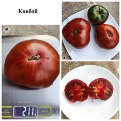 Ковбой 1.9.24.jpg