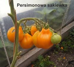 Мешок хурмы.jpg
