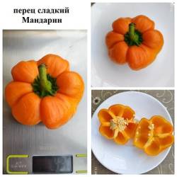 перец сладкий Мандарин.jpg