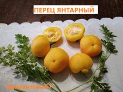 Перец янтарный.jpg