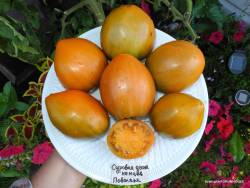 Суровая дыня немцев Поволжья (Severe Melon) 2.JPG