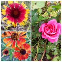 PhotoCollage_1728042618430.jpg