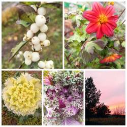 PhotoCollage_1728815941552.jpg