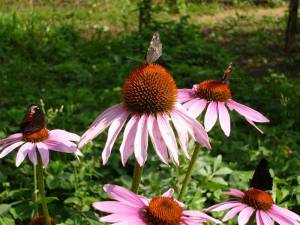 0_188ea_75f35b52_XL.jpg