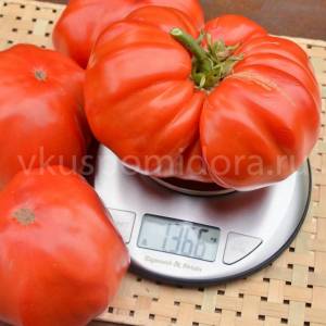 171307069_semena-tomata-kilogrammovyj-krasnyj-iz-solerno(7)-900x900.thumb.jpg.b73a0c9979b95f9af7e7cdf9f30f5c83.jpg