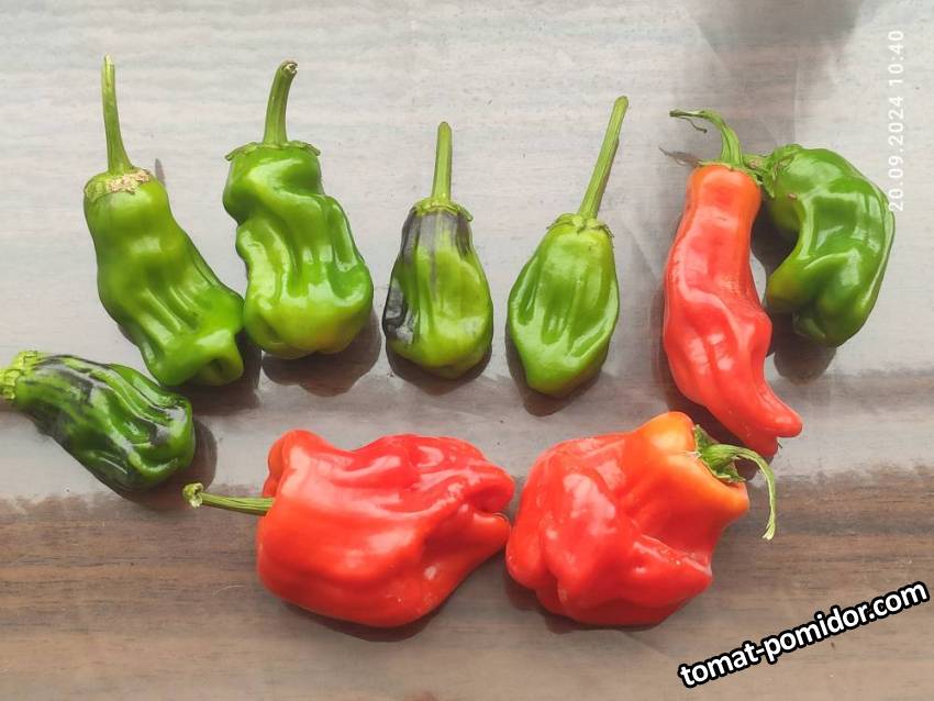 Перец острый Гофрированные мешочки (усл.)