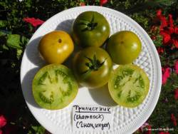 Гном Трилистник (Dwarf Shamrock, до 1м).JPG