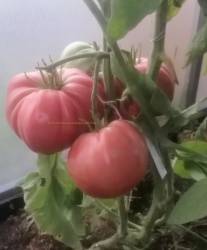 Медвежий коготь