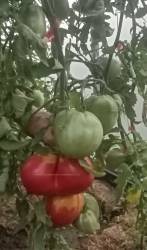Люсиль Тиллсон