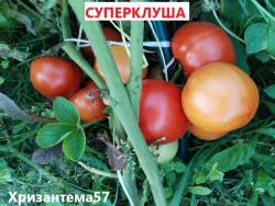 Суперклуша.jpg