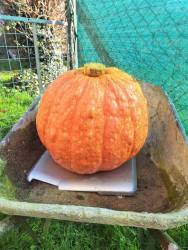 Red Warty Thing N1 4/11/24