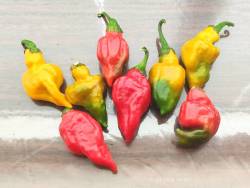 Перец острый Tasmanian Habanero (Тасманийский Хабанеро)