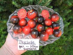 Tartufo.jpg
