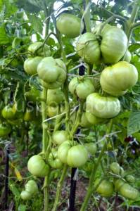 tomat-gnom-rozella-purpurnaya.thumb.jpg.72ba9296e1fa51a47d6e9603a43edb68.jpg